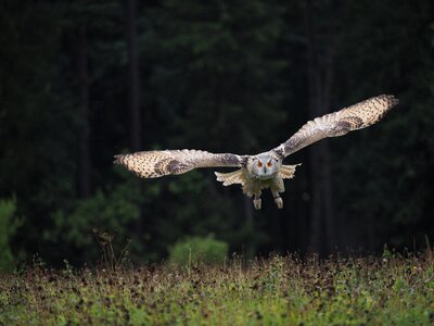 Owl siberian flight predator