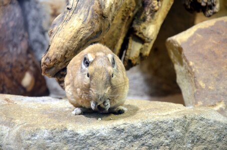 Field mouse rodent nager photo