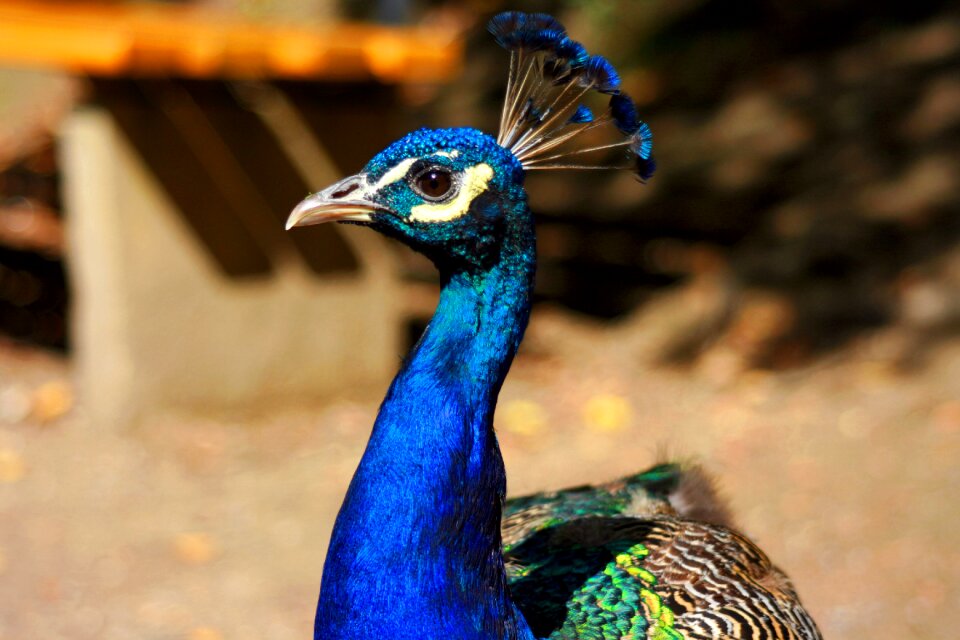 Feather plumage pride
