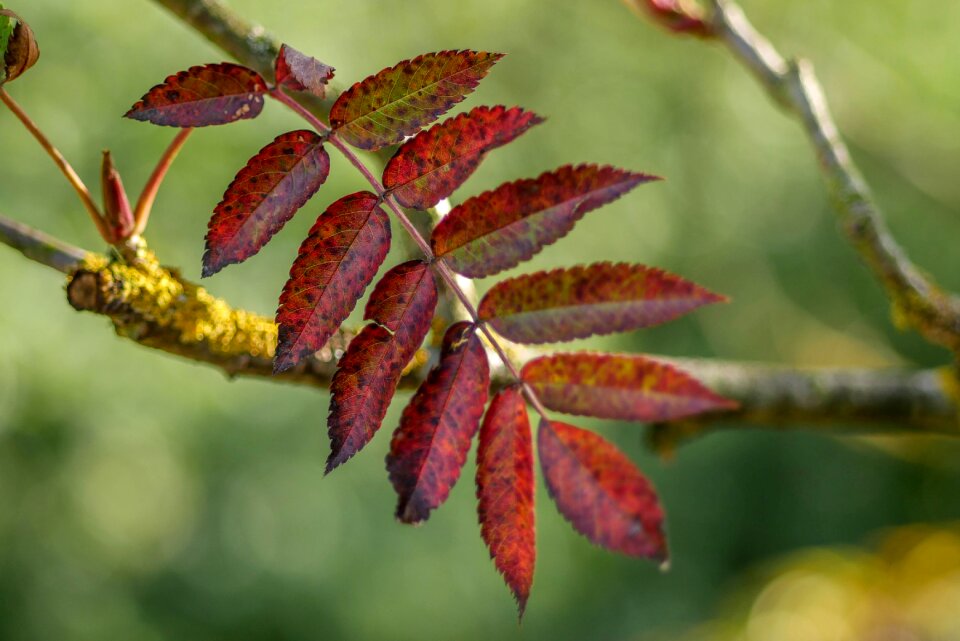 Colorful tree red