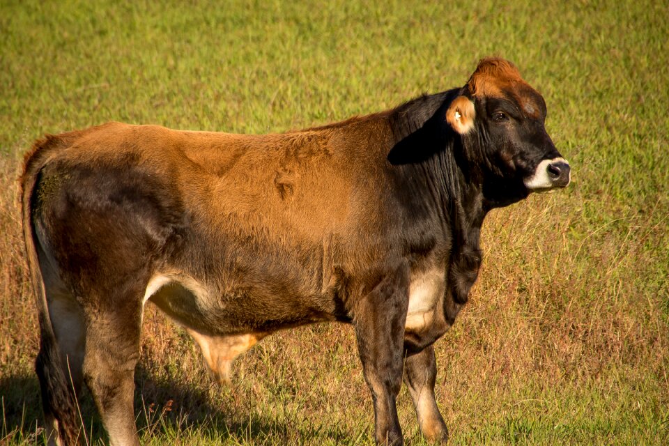 Stock brown young