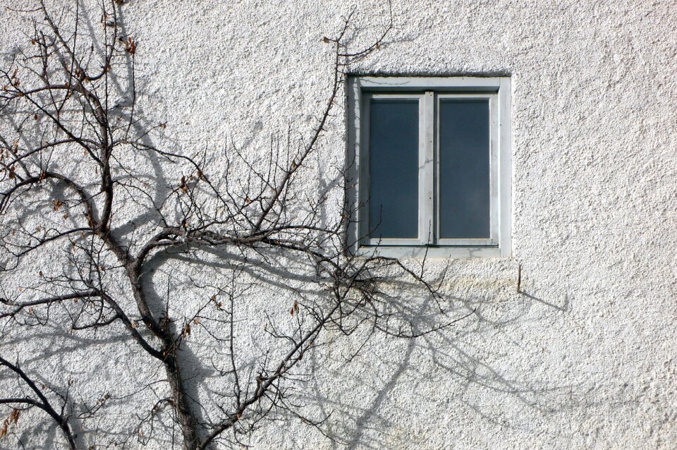 Wall the window and tree house