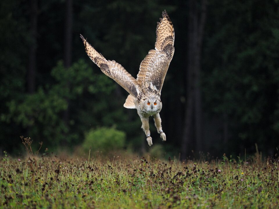 Owl siberian flight wings