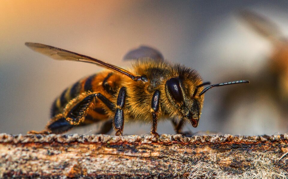 Nature honey bee pollination