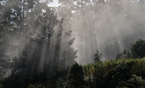 Light forest fog photo