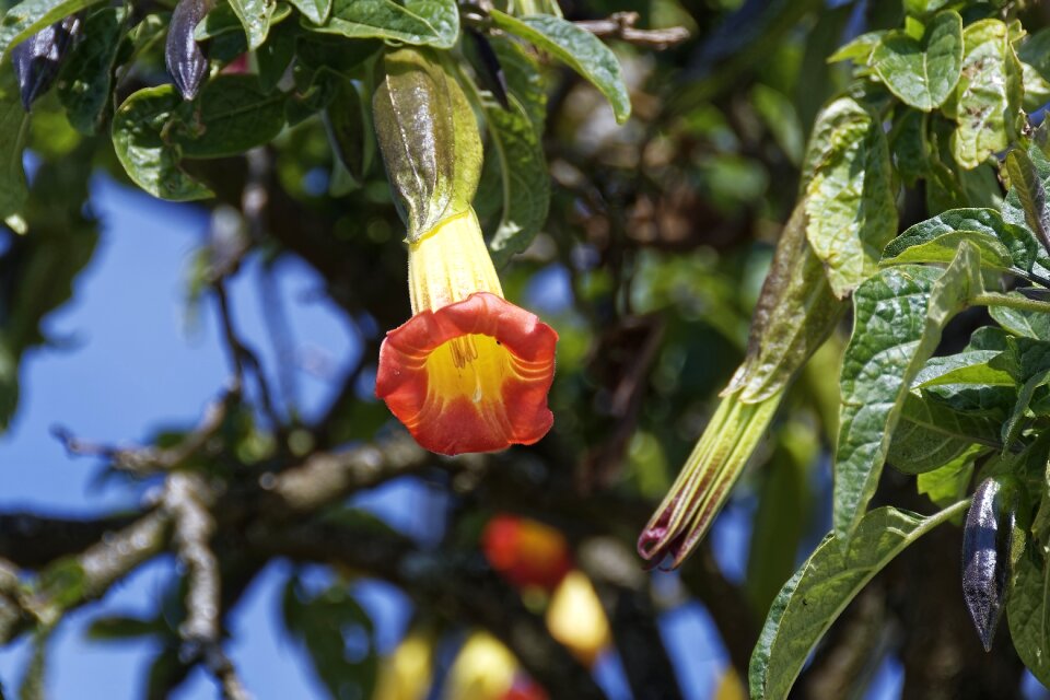 Flower travel nature