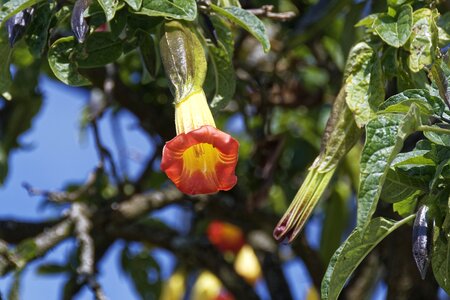 Flower travel nature