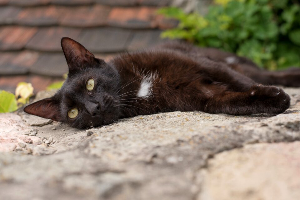 Cat eye domestic cat pets