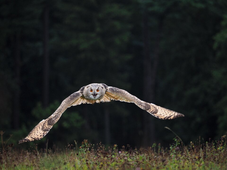 Owl siberian flight wings