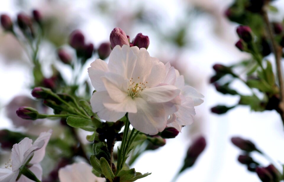 Nature garden close up photo