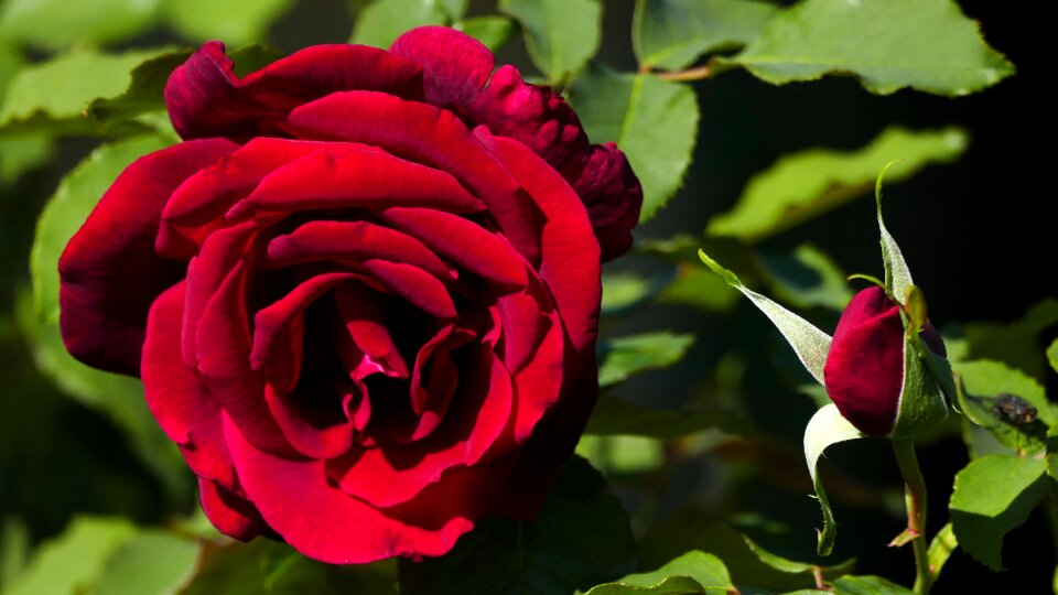 Rose red bud photo