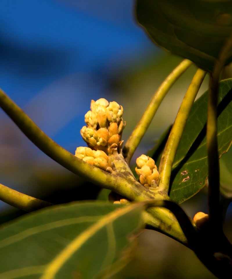 Tree fruit blossom