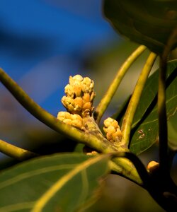 Tree fruit blossom