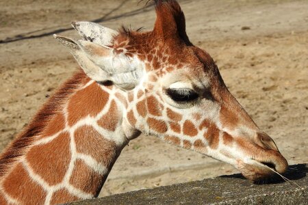 Africa safari mammal photo