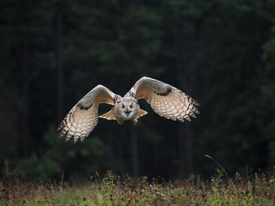 Owl siberian flight wings photo