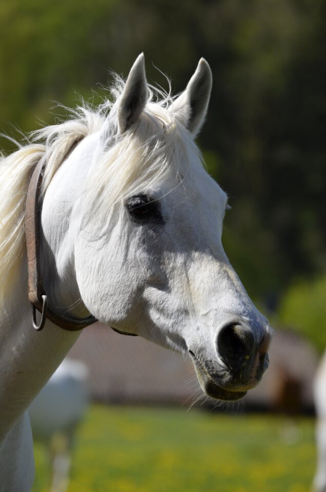 Mare coupling foal
