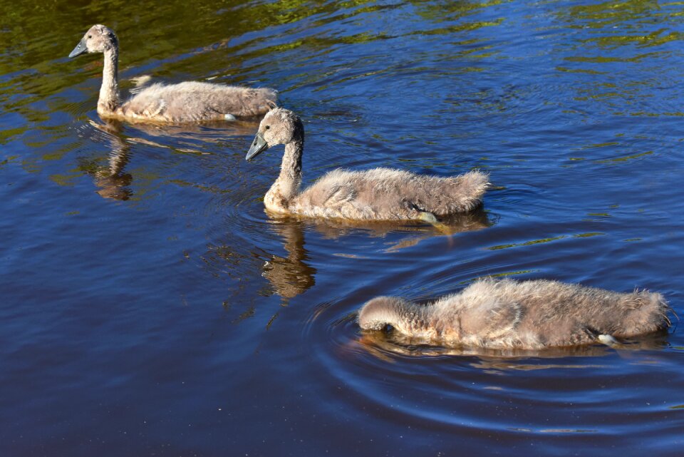 Water bird animal young