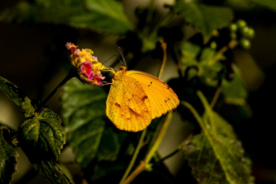 Wildlife flower green