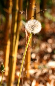 Nature growth outdoor