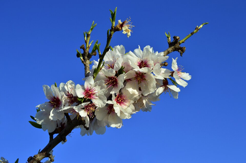 Flowering spring almond tree