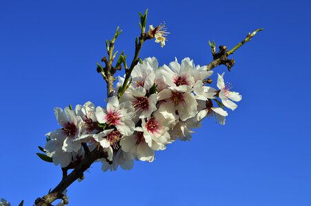Flowering spring almond tree photo