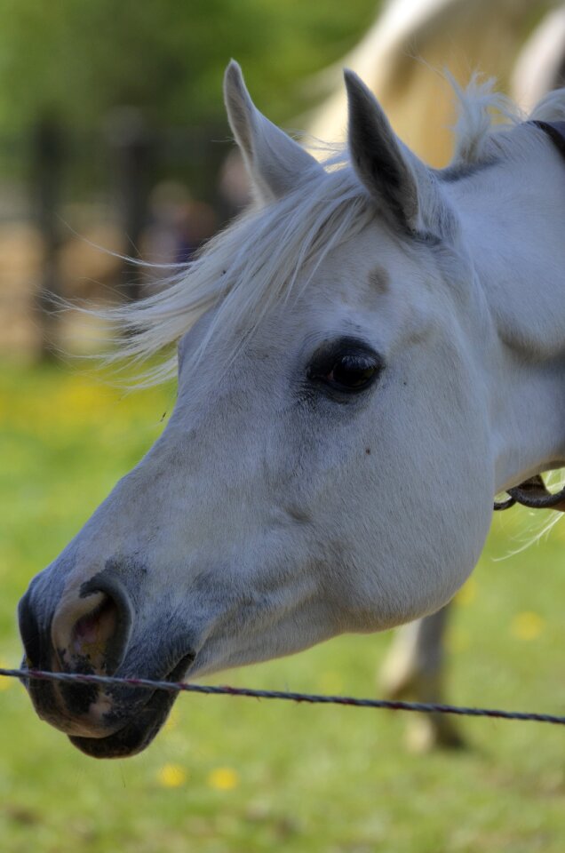 Mare coupling foal