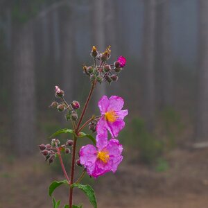 Close up nature flower photo