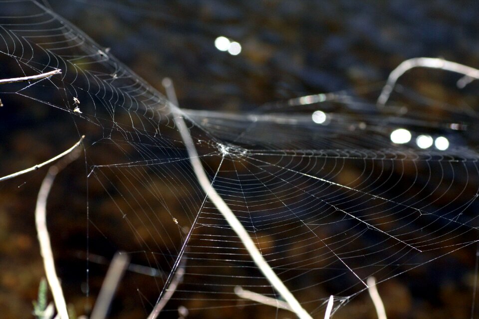 Outdoor dew trap