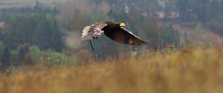 Eagle eastern flight wings