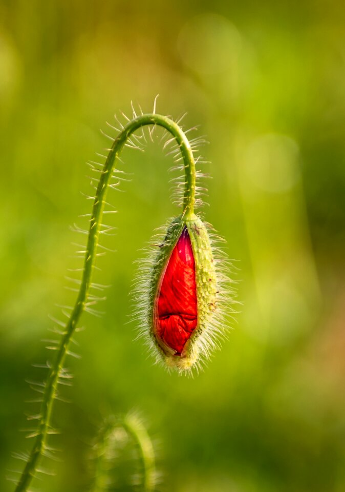 Nature poppy wild flowers