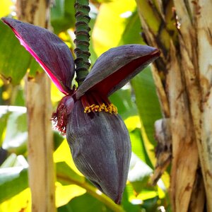 Close up nature banana flower
