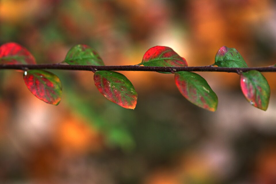 Autumn coloring nature