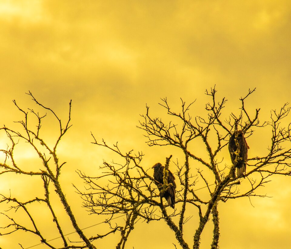 Dead tree vulture sky