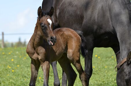Mare coupling foal