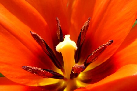 Petal tulip closeup photo