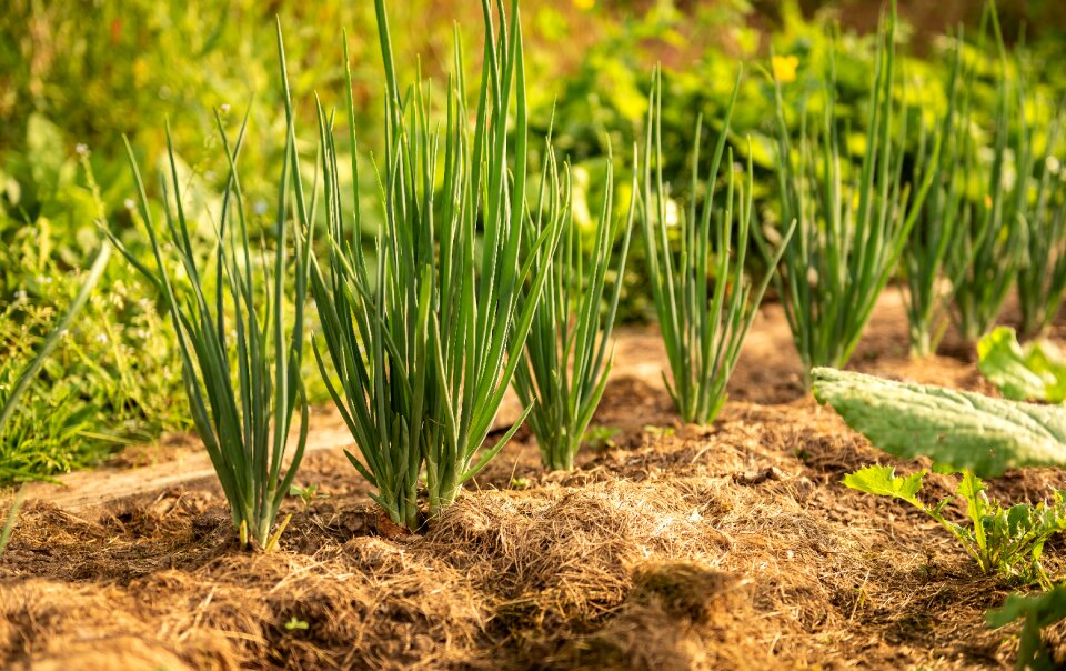Kitchen onion plant vegetables