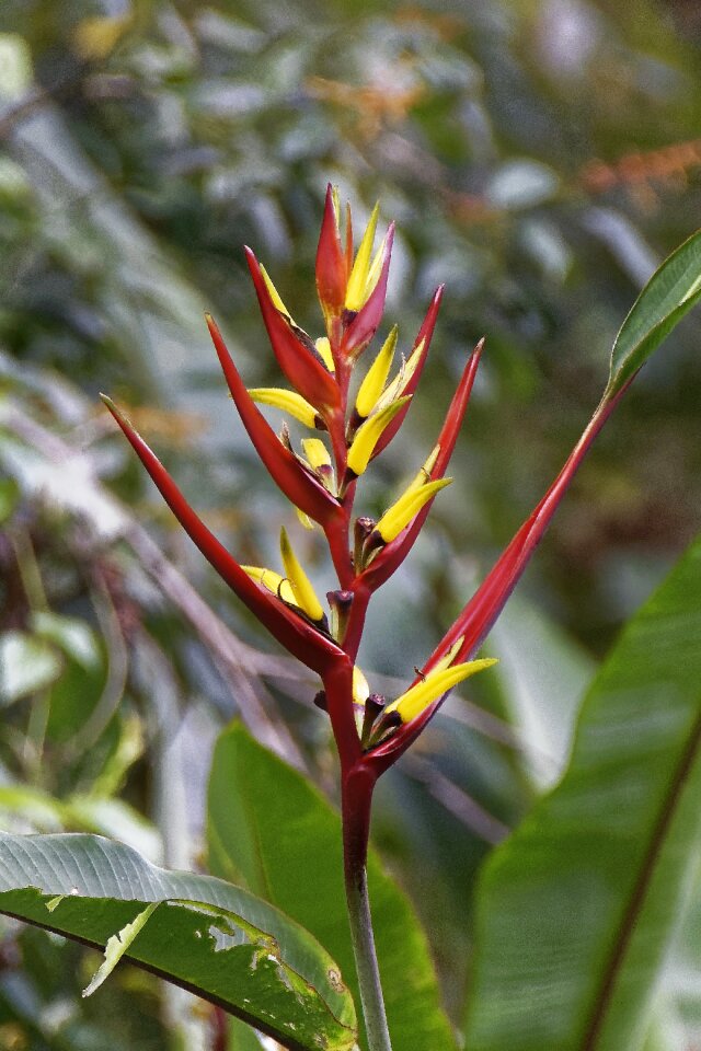 Flower blossom travel nature