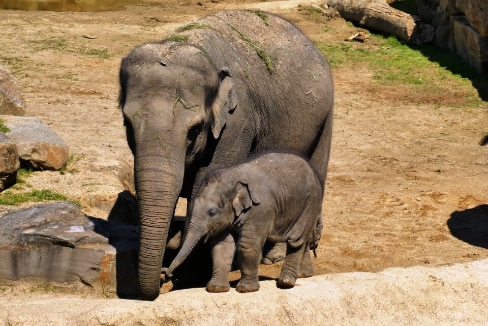Planckendael belgium elephant