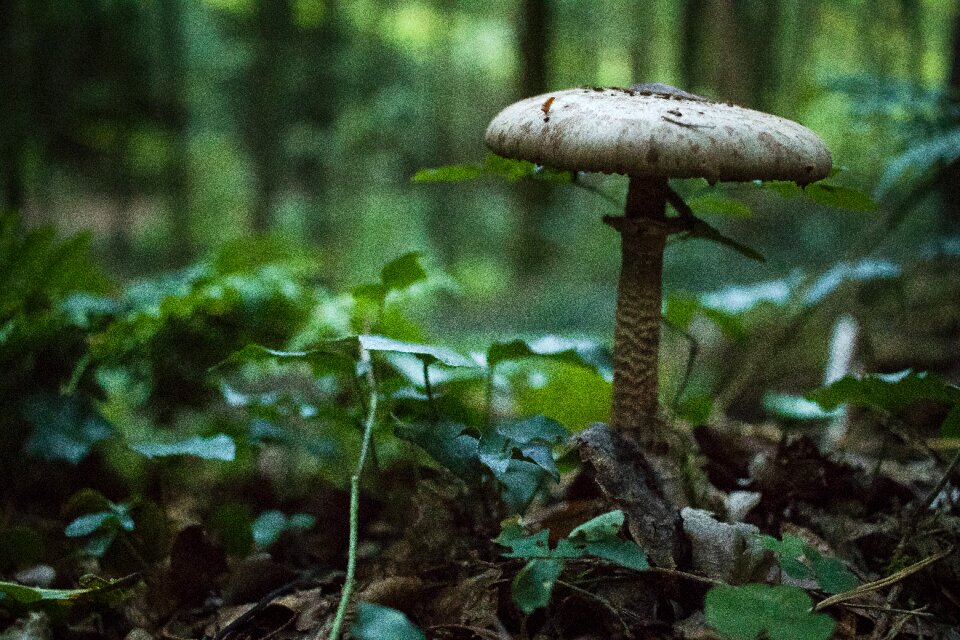 Autumn forest floor forest mushroom