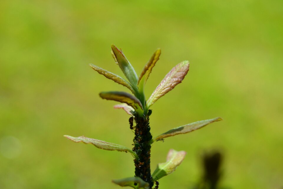 Plant nature ant
