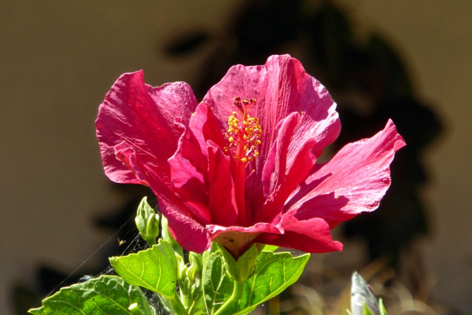 Flower blossom travel nature