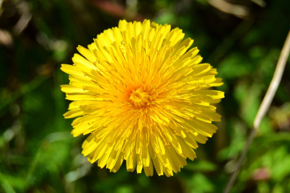 Plant nature meadow