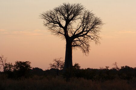 Abendstimmung botswana nature