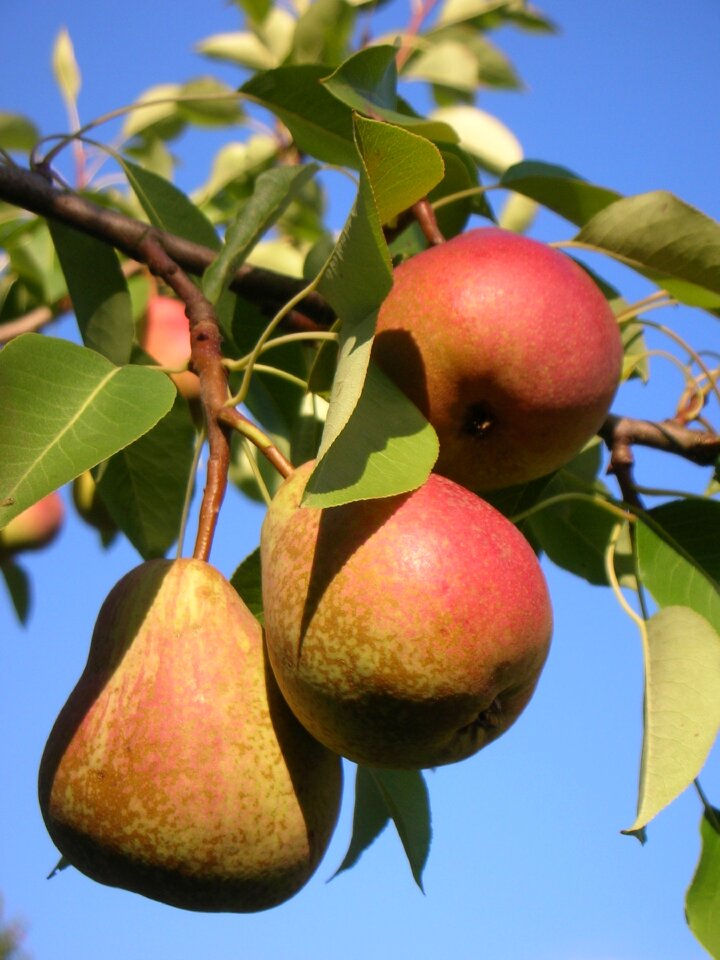Fresh sweet a delicious