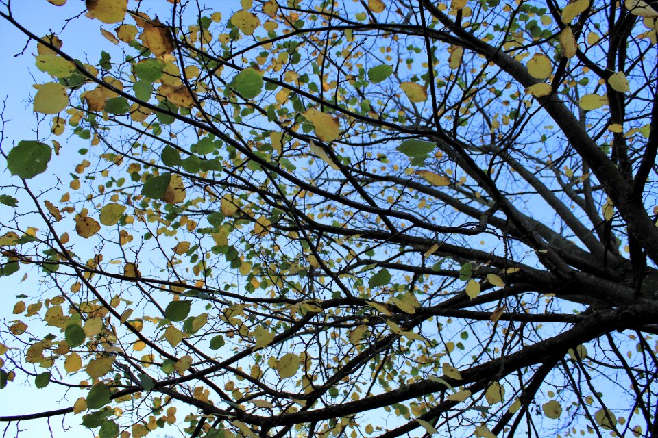 Fall colors fall leaves golden autumn