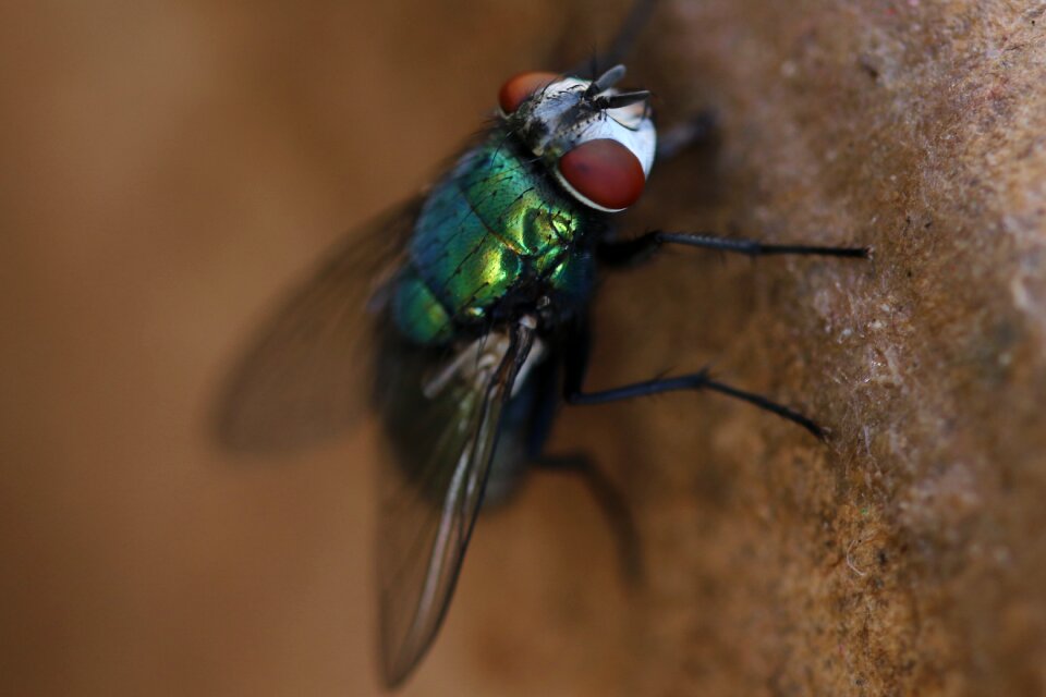Insect eyes green