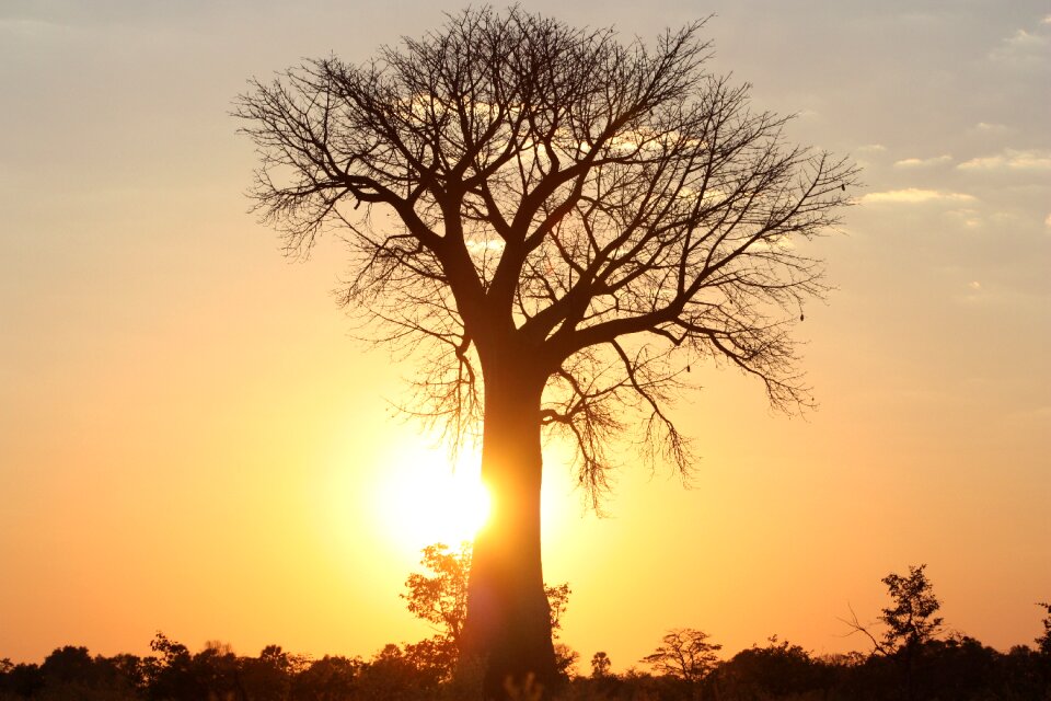 Abendstimmung botswana nature