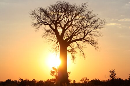 Abendstimmung botswana nature