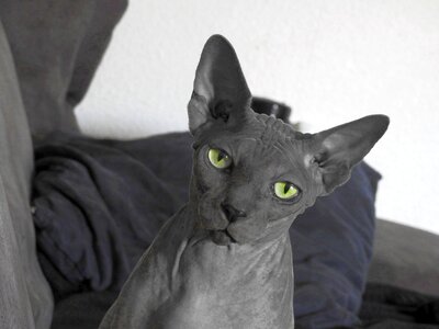 Sphynx hairless cat