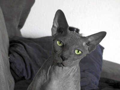 Sphynx hairless cat photo